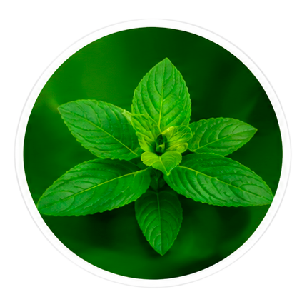 Additional ingredients in ProDentim