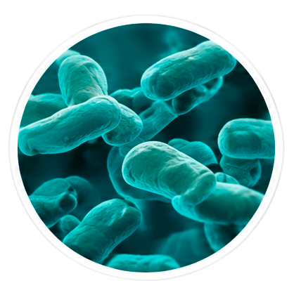 Lactobacillus Paracasei in ProDentim