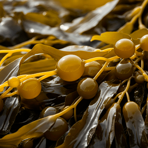 Kelp ingredient in ViriFlow