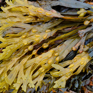 Bladderwrack ingredient in ViriFlow