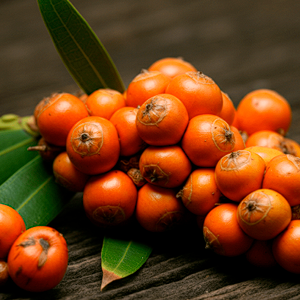 Saw Palmetto ingredient in ViriFlow